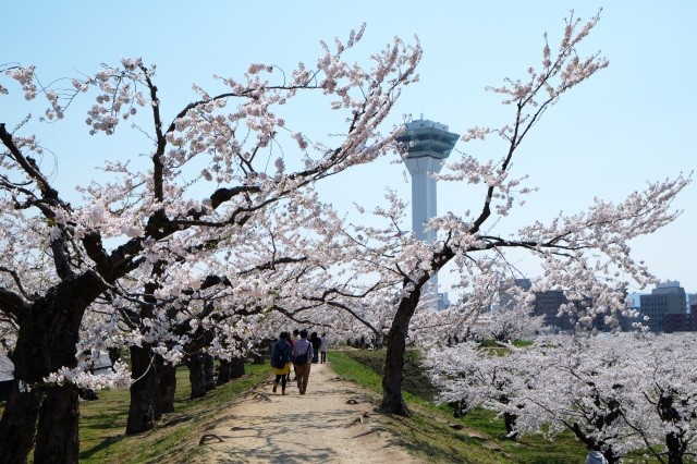 公園内の桜と五稜郭タワーの共演