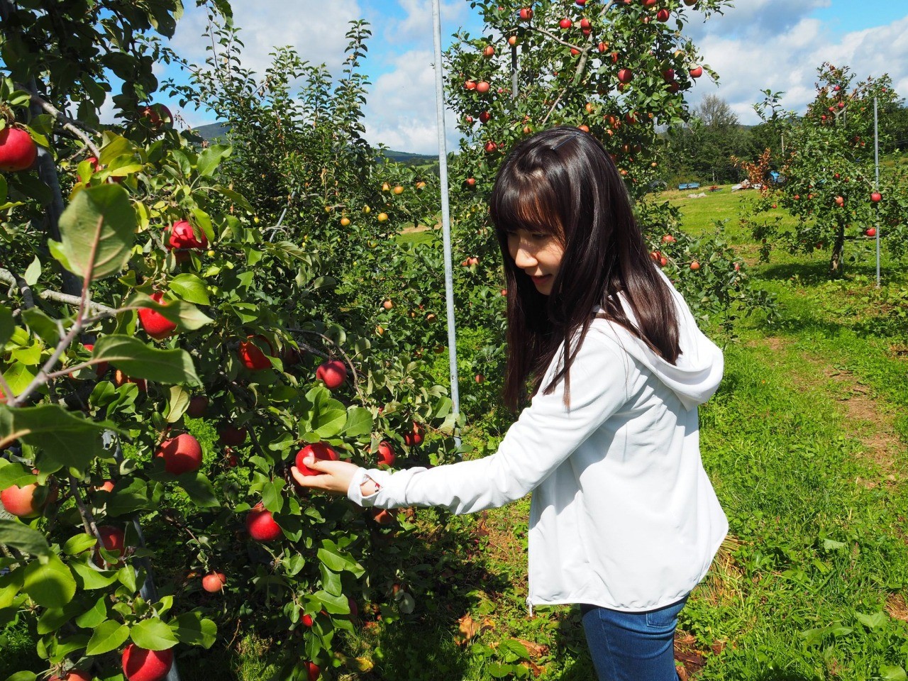 การเปิดประสบการณ์แอปเปิ้ลแบบฟูลคอร์สที่สวนแอปเปิ้ลในป่า