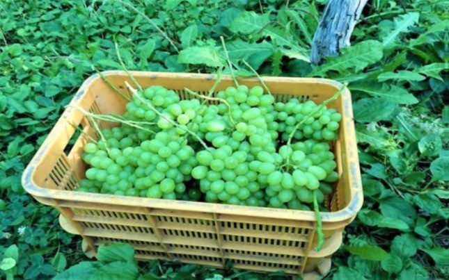  Experience Fruit Picking in TOHOKU フルーツサトー