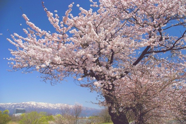 最上川堤防千本桜