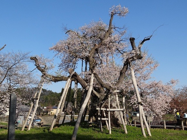 伊佐沢の久保桜（国の天然記念物に指定・樹齢1200年のエドヒガンザクラ）
