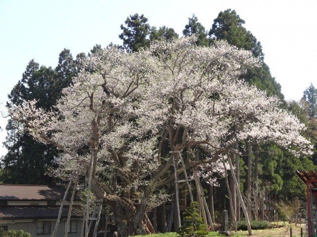 草岡の大明神桜（国の天然記念物に指定）