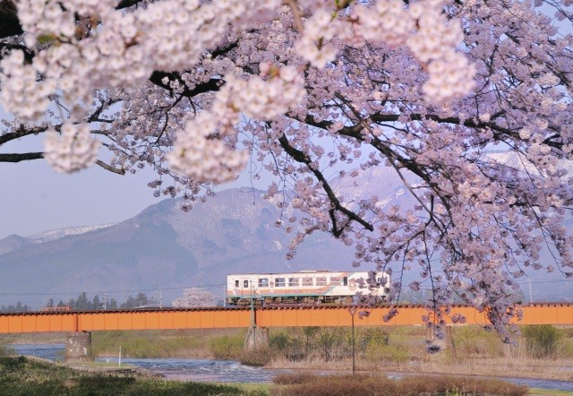 フラワー長井線と桜