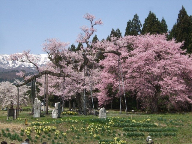 釜の越農村公園の桜群・薬師桜