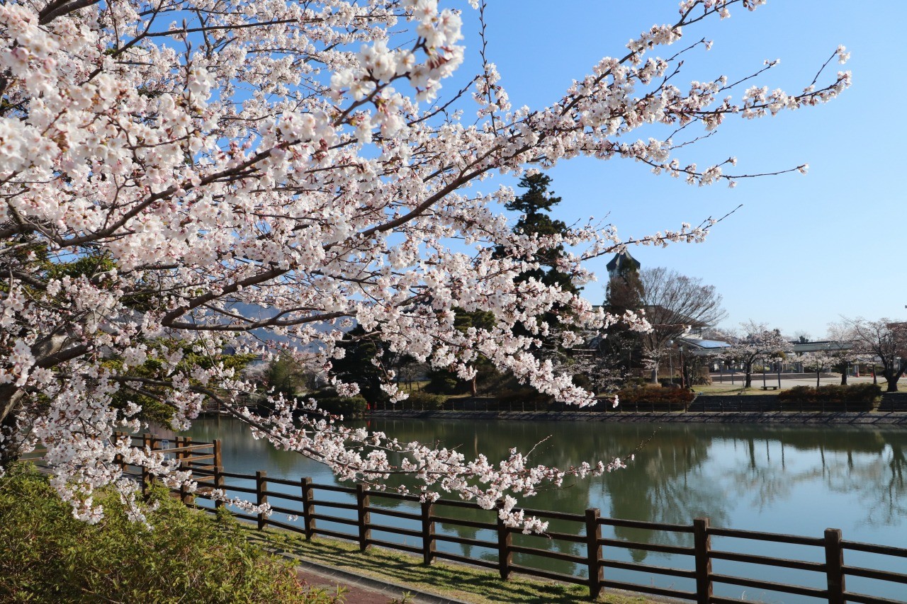 Cherry blossoms at Mizukidai Park