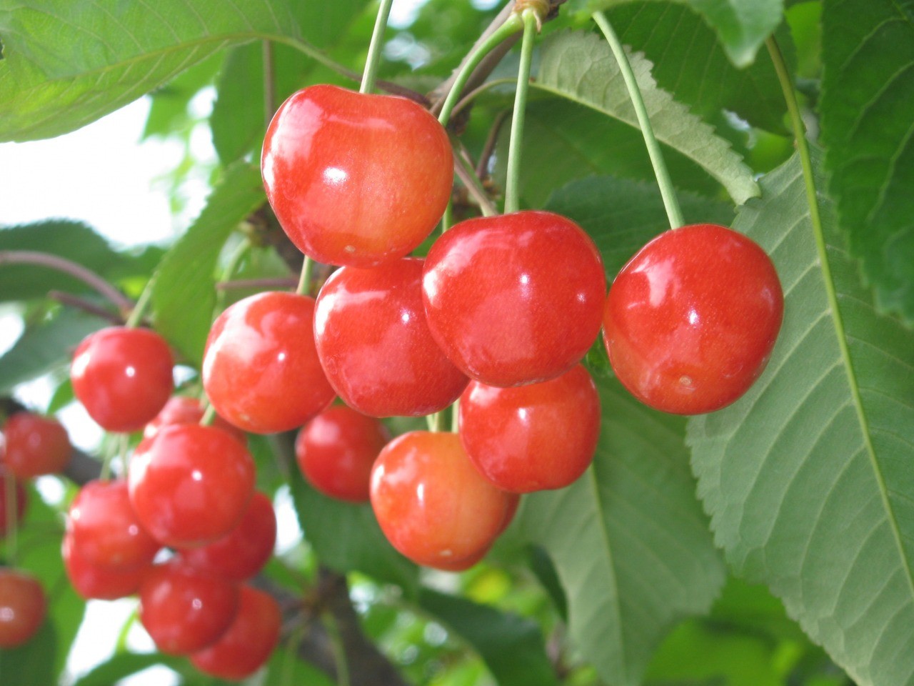 Cherry hunting experience that is faster than anywhere else! Friday Kingdom Higashine Greenhouse cherry garden