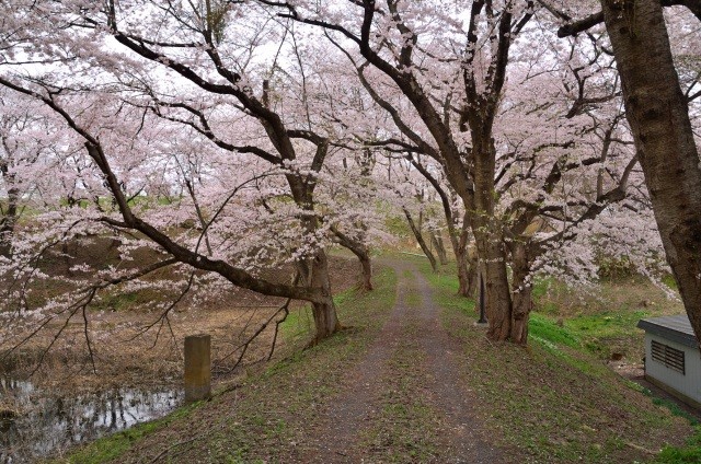 浪岡城跡桜1