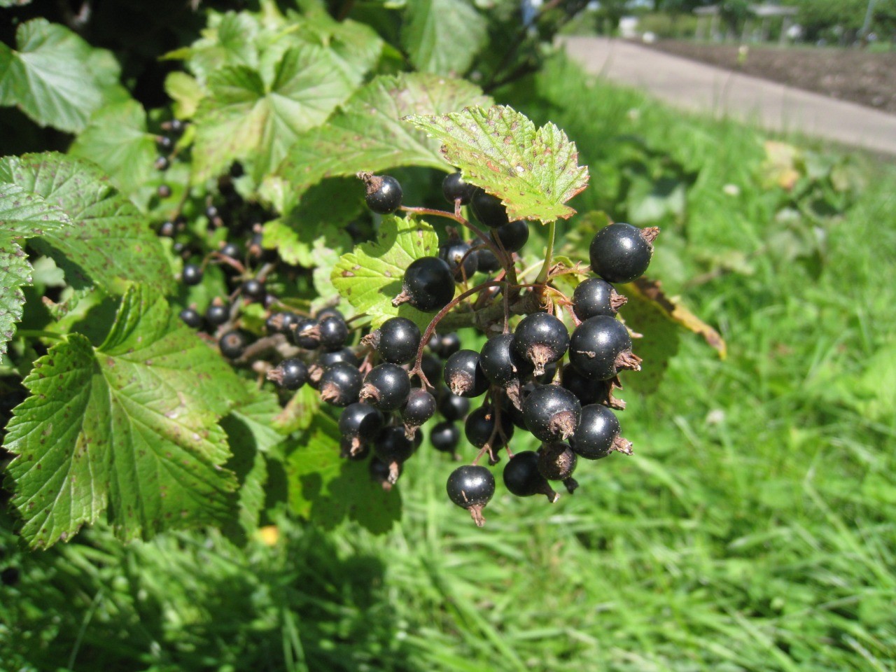 青森市ふれあい農園 東北の観光スポットを探す 旅東北 東北の観光 旅行情報サイト