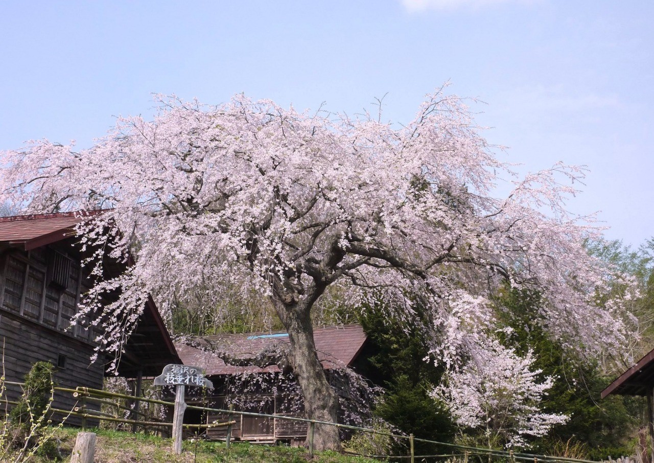 槍沢の枝垂れ桜