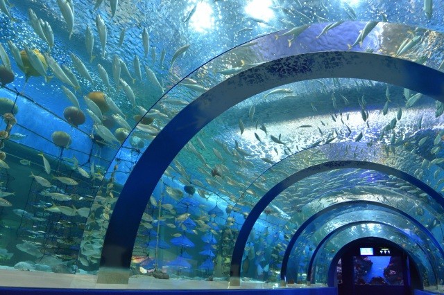 トンネル水槽「むつ湾の海」