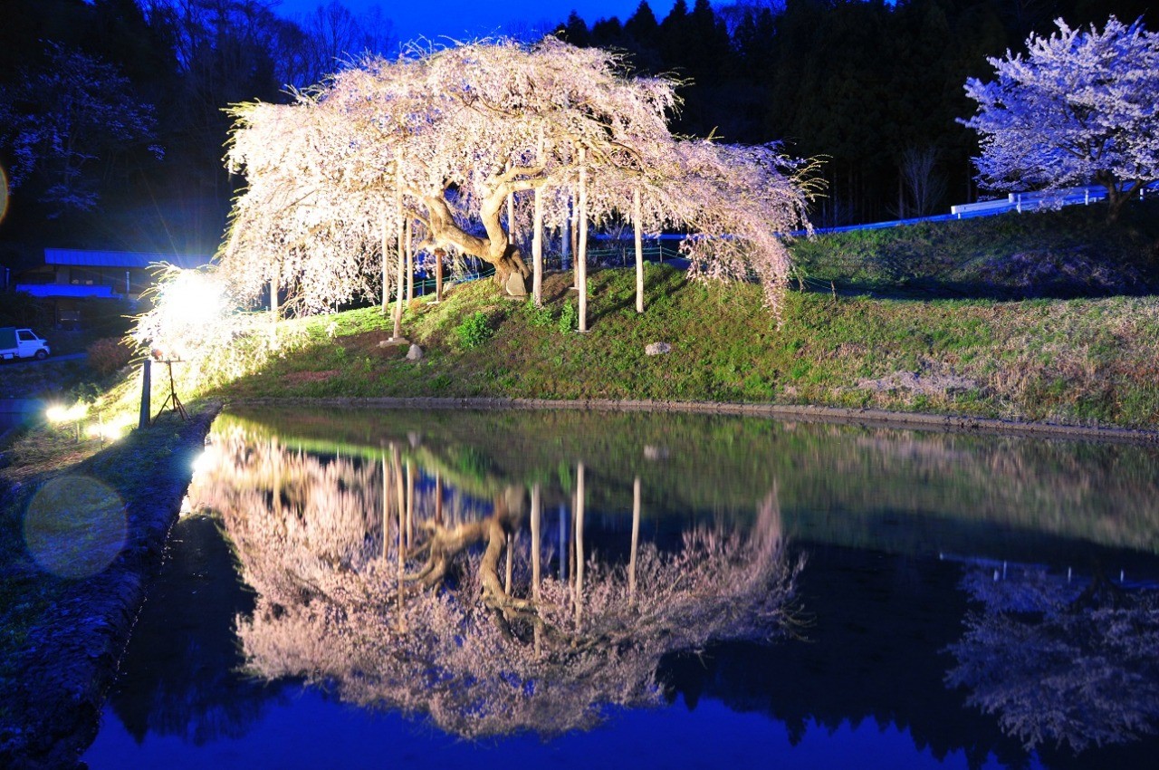 Jizo cherry blossoms in Nakajima