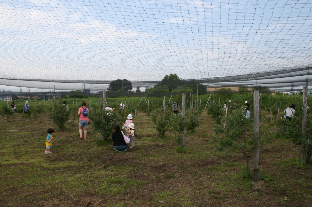 八甲田ブルーベリー観光農園