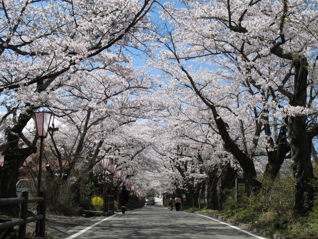 岳温泉桜坂