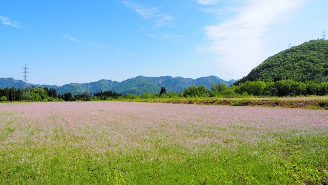 アザキ大根の花畑①