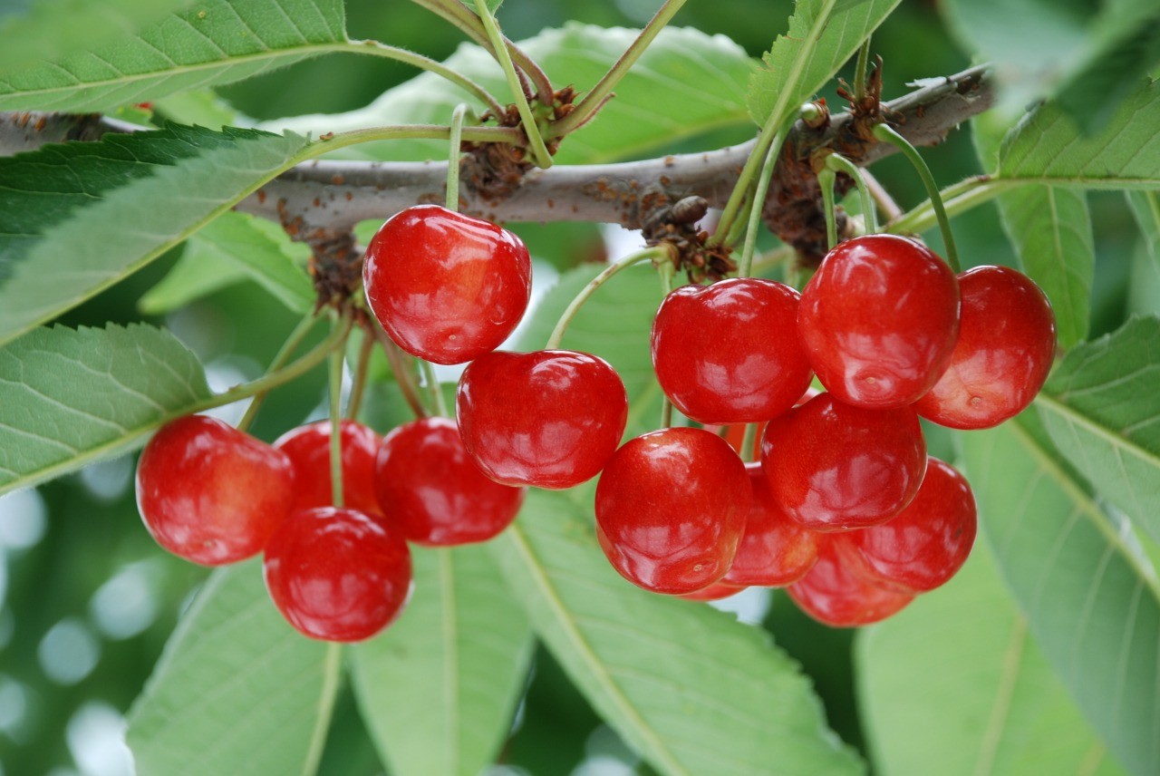 ~ Sagae, Home of Japan’s Best Cherries ~ Cherry Picking