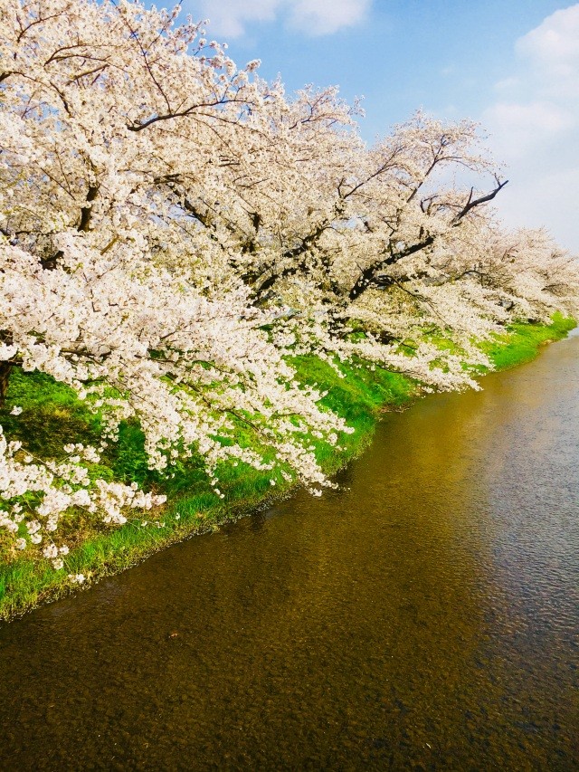 馬渡の桜