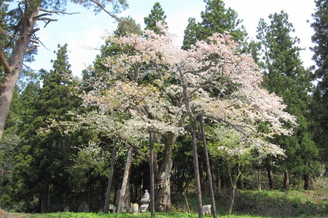 【更新】注連寺の七五三掛桜