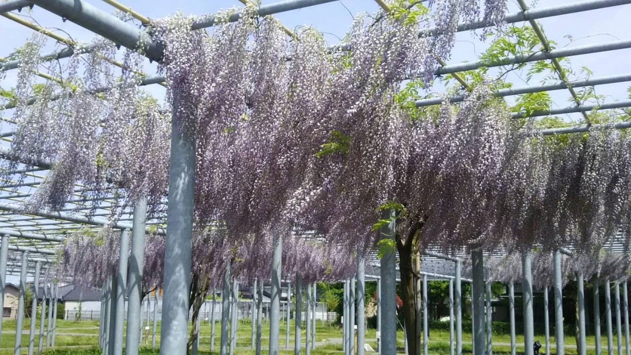 ふじの花まつり