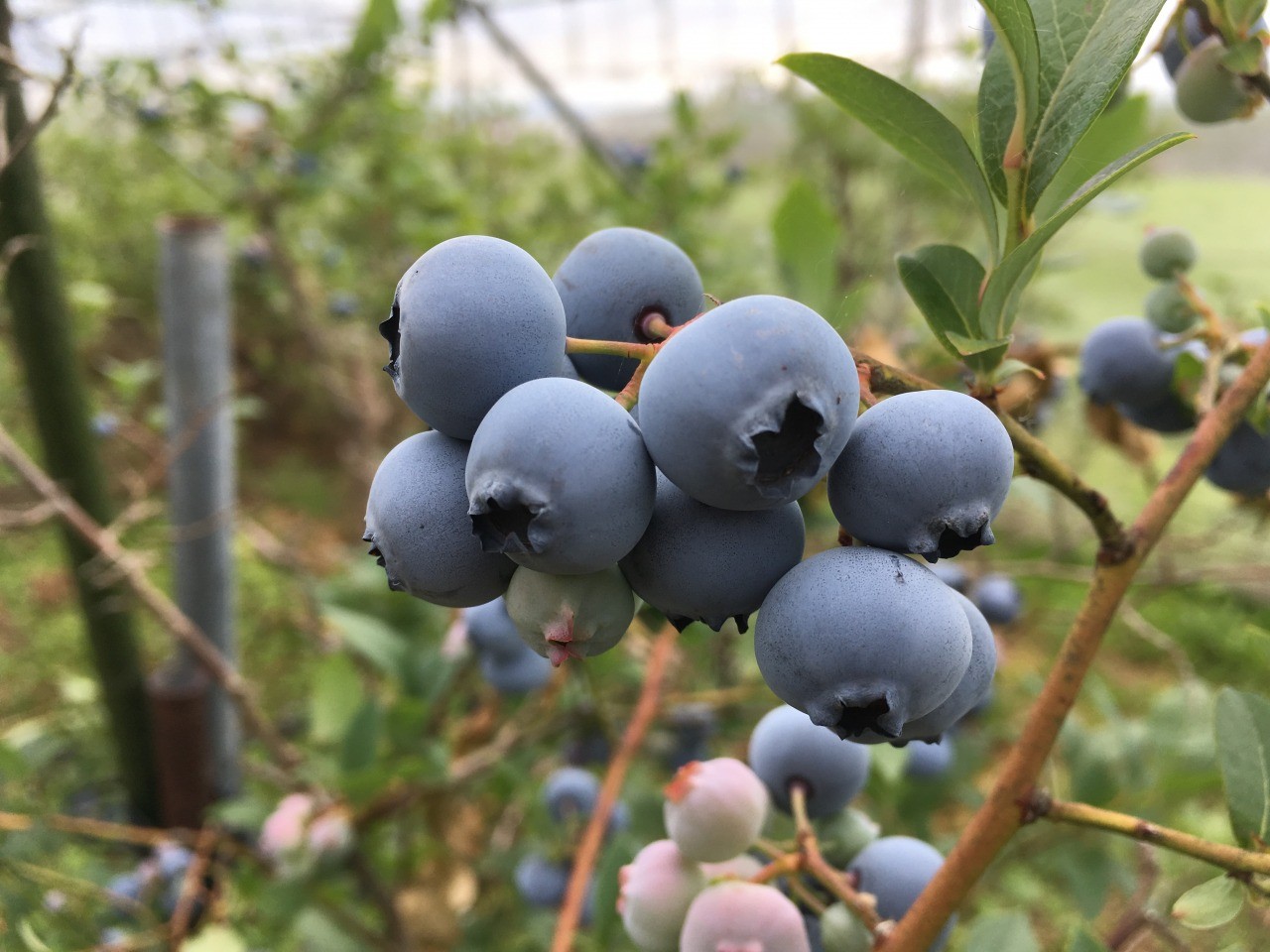 ~ Japan's best cherries Sagae ~ Blueberry hunting