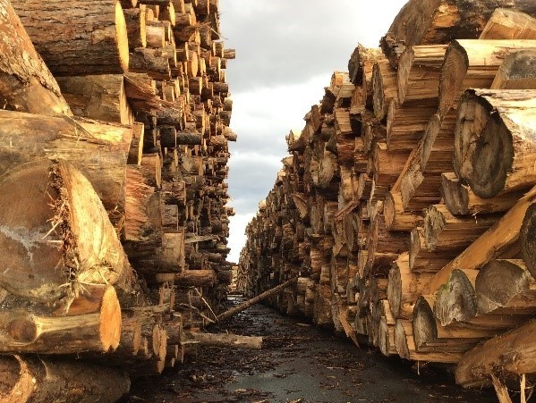 Visiting wooden biomass power plant