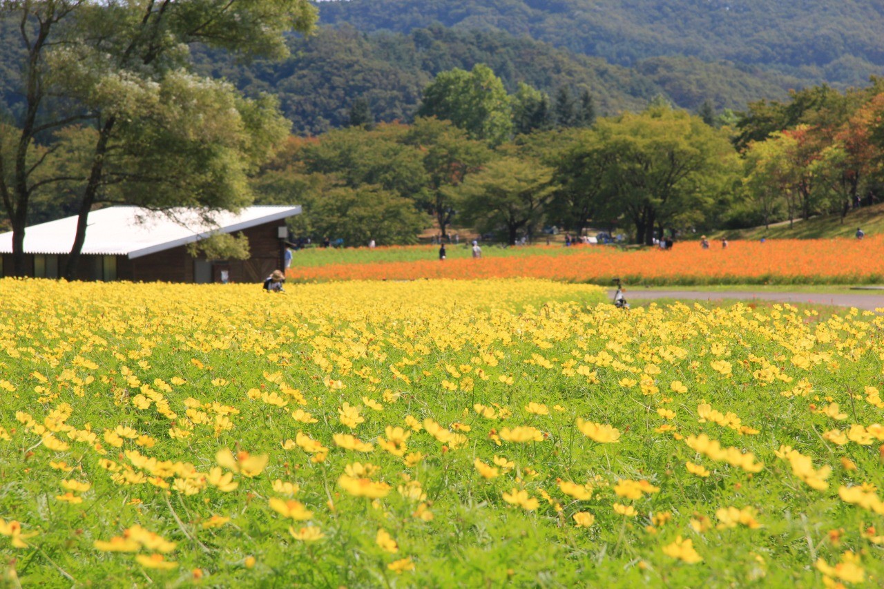 コスモス＆コキア de COKOフェスタ（国営みちのく杜の湖畔公園）