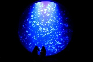 World's Largest Number of Jellyfish at Kamo Aquarium
