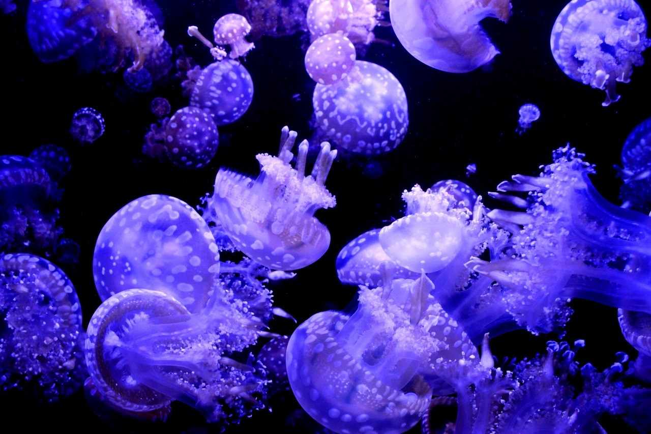 クラゲ展示種類数で世界一を誇る加茂水族館 東北dc観光素材集 旅東北 東北の観光 旅行情報サイト