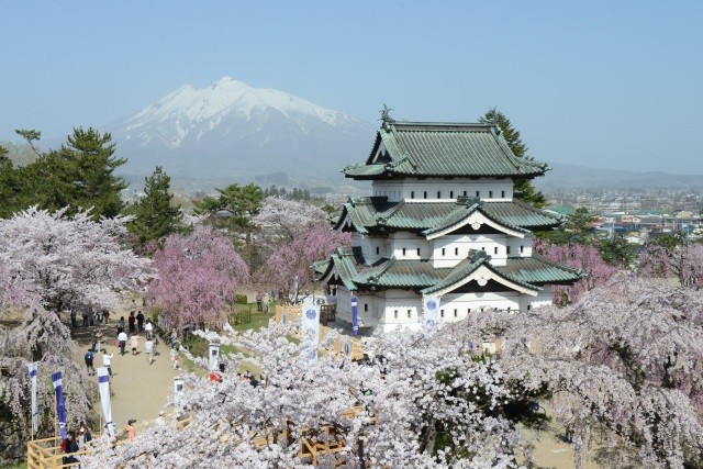 弘前城と桜