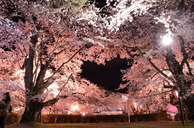 ハートの桜