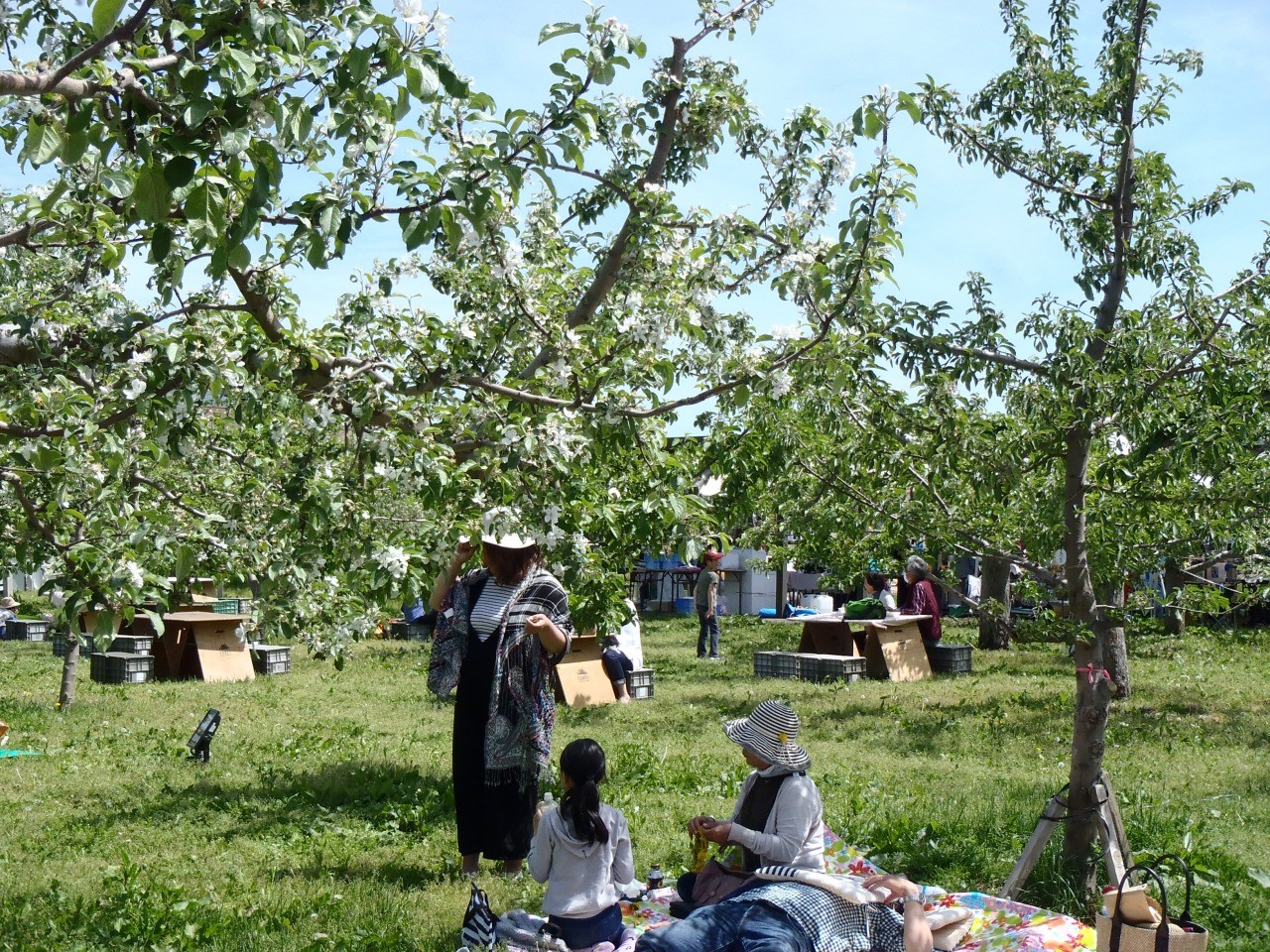 弘前りんご花まつり 弘前市りんご公園 旅東北 東北の観光 旅行情報サイト