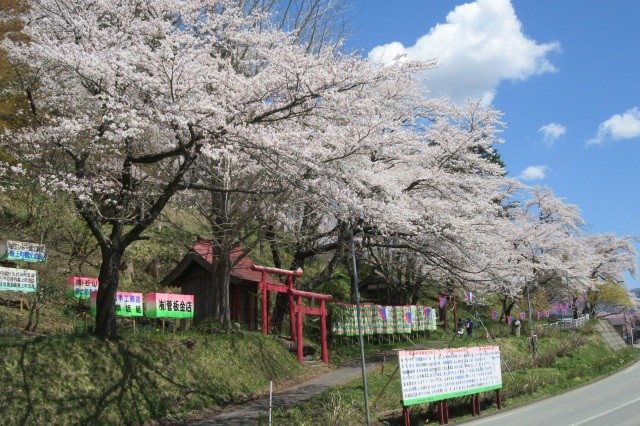 愛宕山　桜