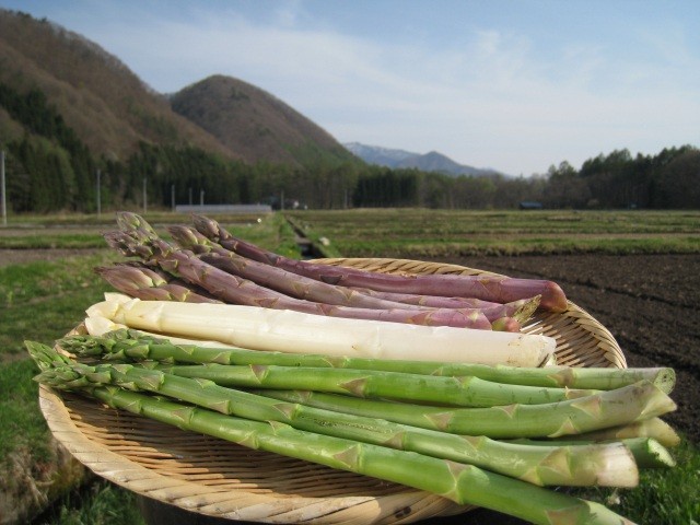 会津田島アスパラ１