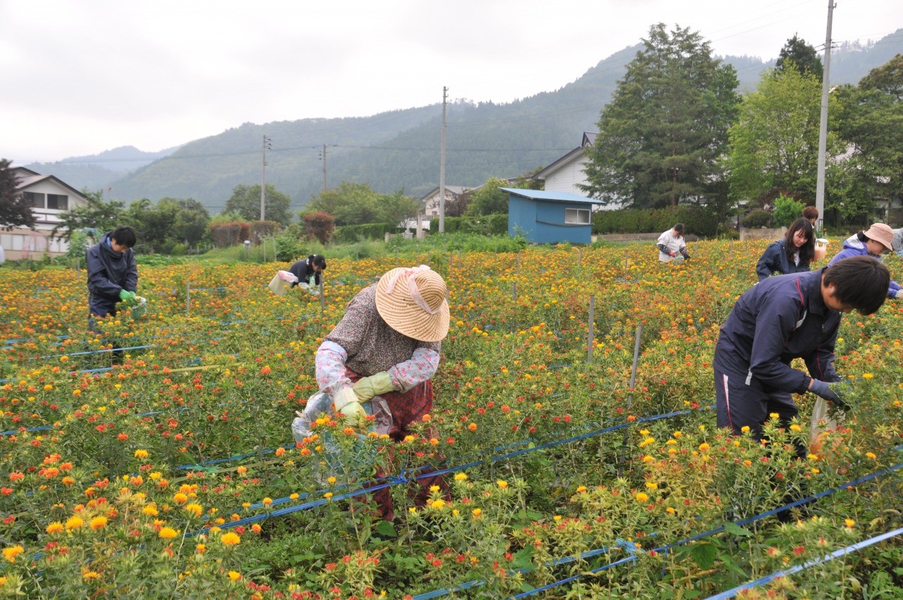 紅花摘み体験 山形県白鷹町 東北の観光スポットを探す 旅東北 東北の観光 旅行情報サイト