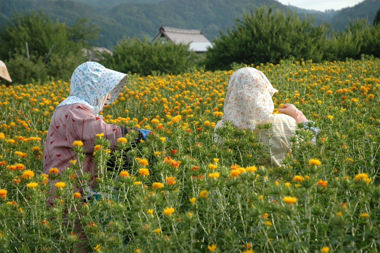 紅花摘み体験 山形県白鷹町 東北の観光スポットを探す 旅東北 東北の観光 旅行情報サイト