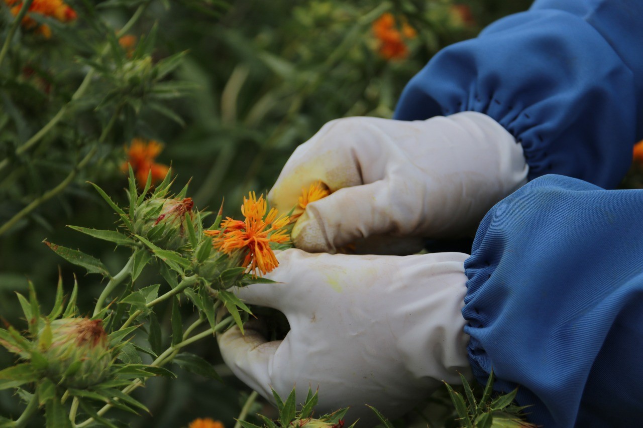 紅花摘み体験 山形県白鷹町 東北の観光スポットを探す 旅東北 東北の観光 旅行情報サイト