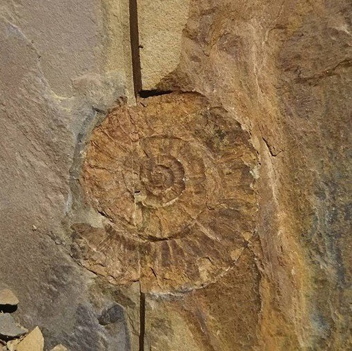 Fossil excavation in Minamisanriku