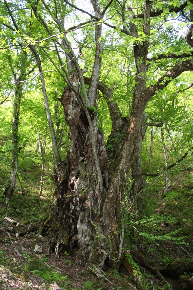 権現山のオオカツラ