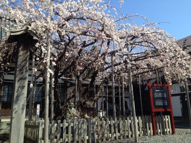 龍谷寺モリオカシダレ