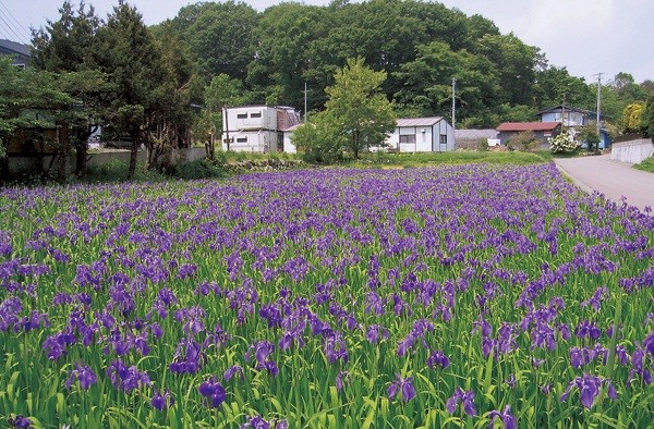 山岸のカキツバタ群落1