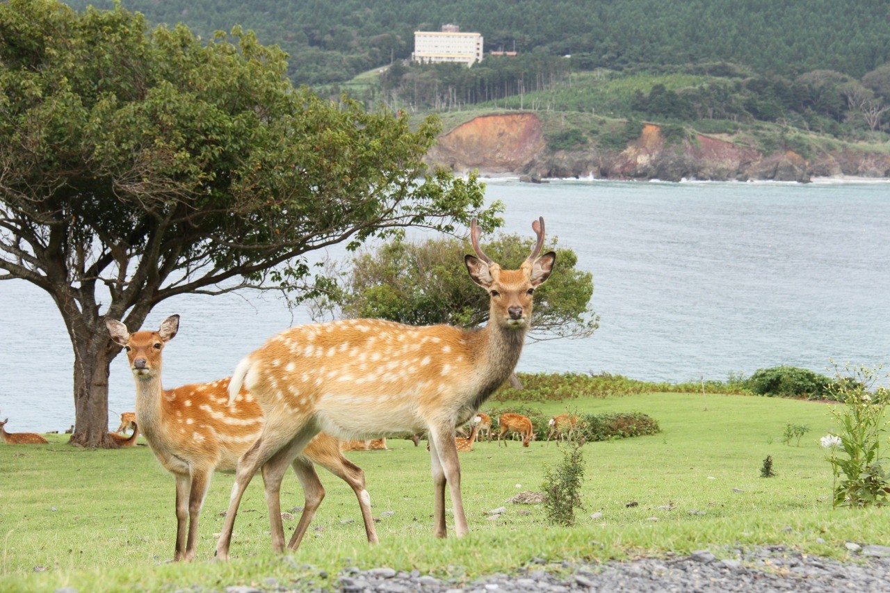 金華山