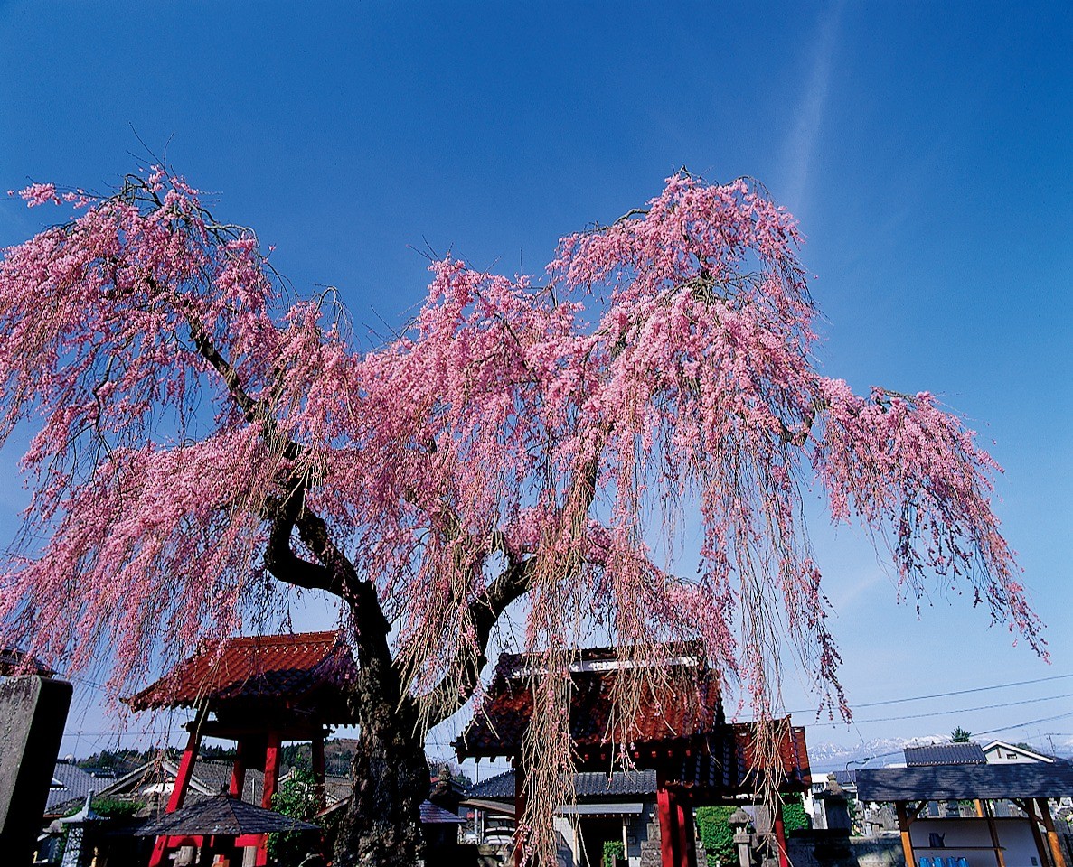 Otohime cherry blossom