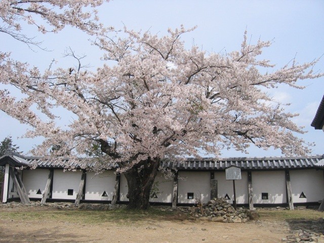 おとめ桜