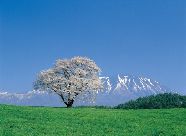 提供：小岩井農場