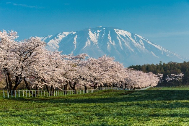 小岩井農場の桜並木