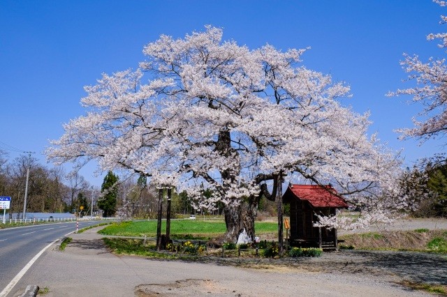 弘法桜