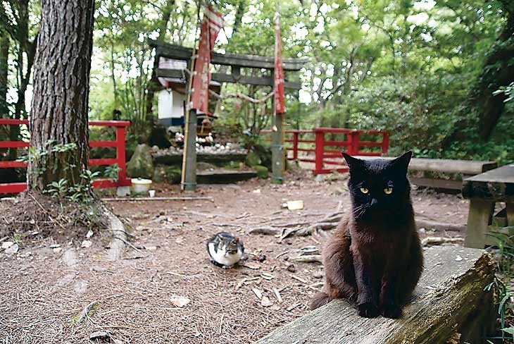 猫神社