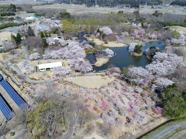 桜の苑