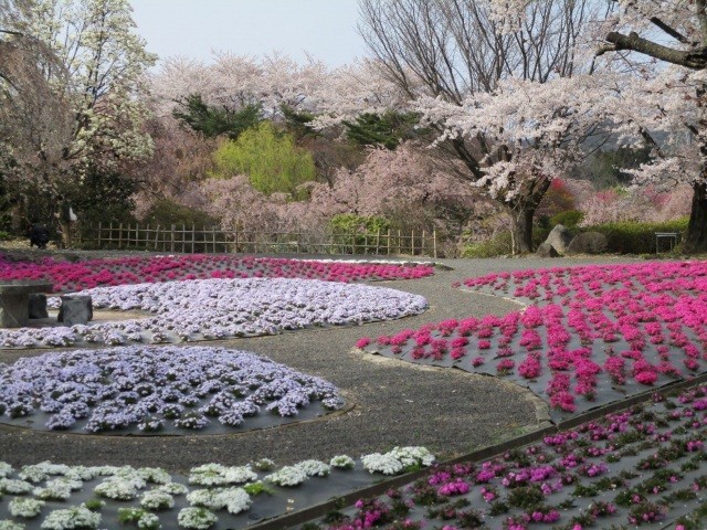 4月～5月　芝桜