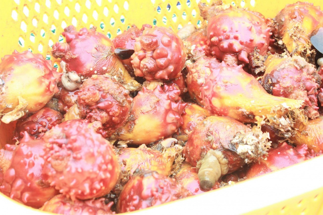 ホヤ収穫体験 東北dc観光素材集 旅東北 東北の観光 旅行情報サイト