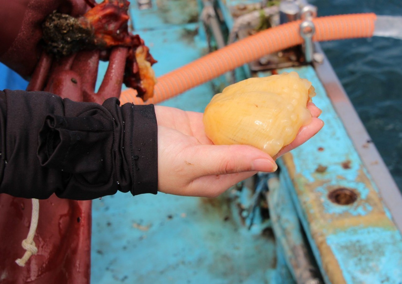 ホヤ収穫体験 東北dc観光素材集 旅東北 東北の観光 旅行情報サイト